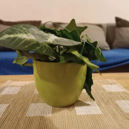 Apartament Stella Belgrad