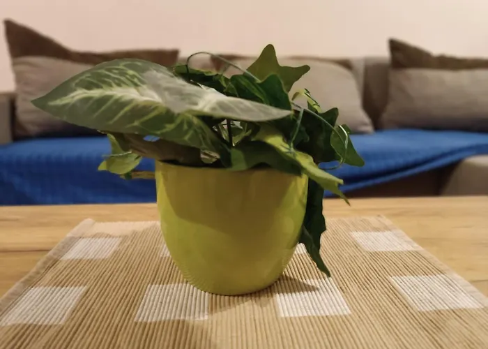 شقة Stella بلغراد